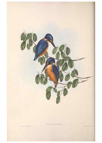 Reproducción/Reproduction 36555200710: The birds of Australia.. London,Printed by R. and J. E. Taylor; pub. by the author,[1840]-48.