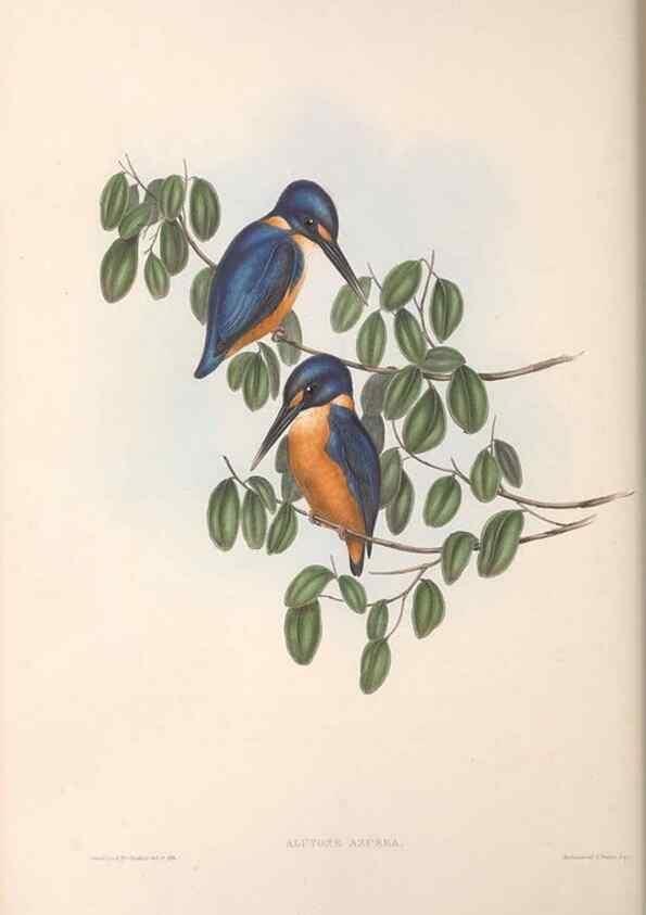 Reproducción/Reproduction 36555200710: The birds of Australia.. London,Printed by R. and J. E. Taylor; pub. by the author,[1840]-48.