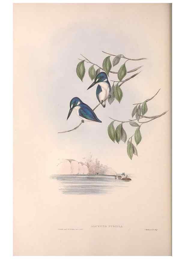 Reproducción/Reproduction 36780394552: The birds of Australia.. London,Printed by R. and J. E. Taylor; pub. by the author,[1840]-48.