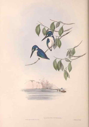 Reproducción/Reproduction 36780394552: The birds of Australia.. London,Printed by R. and J. E. Taylor; pub. by the author,[1840]-48.