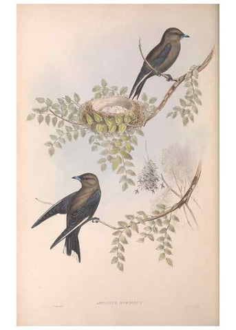 Reproducción/Reproduction 36780396252: The birds of Australia.. London,Printed by R. and J. E. Taylor; pub. by the author,[1840]-48.