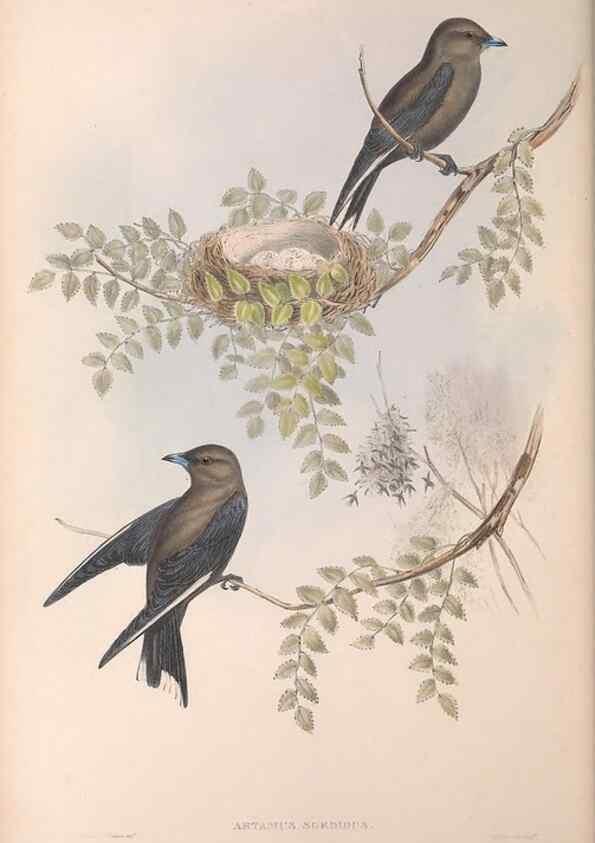 Reproducción/Reproduction 36780396252: The birds of Australia.. London,Printed by R. and J. E. Taylor; pub. by the author,[1840]-48.