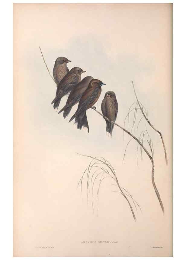 Reproducción/Reproduction 36780397592: The birds of Australia.. London,Printed by R. and J. E. Taylor; pub. by the author,[1840]-48.