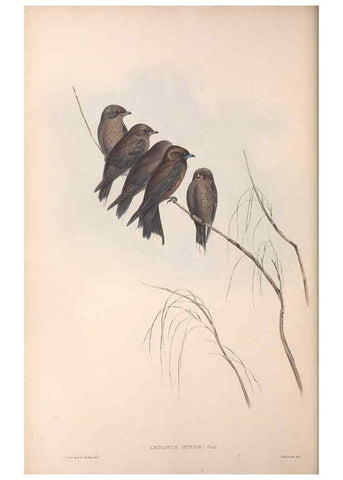 Reproducción/Reproduction 36780397592: The birds of Australia.. London,Printed by R. and J. E. Taylor; pub. by the author,[1840]-48.