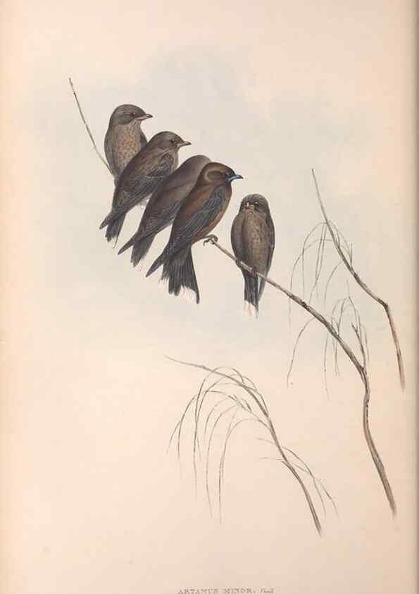 Reproducción/Reproduction 36780397592: The birds of Australia.. London,Printed by R. and J. E. Taylor; pub. by the author,[1840]-48.