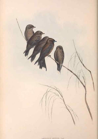 Reproducción/Reproduction 36780397592: The birds of Australia.. London,Printed by R. and J. E. Taylor; pub. by the author,[1840]-48.