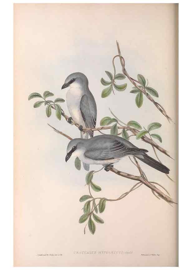 Reproducción/Reproduction 36117014764: The birds of Australia.. London,Printed by R. and J. E. Taylor; pub. by the author,[1840]-48.