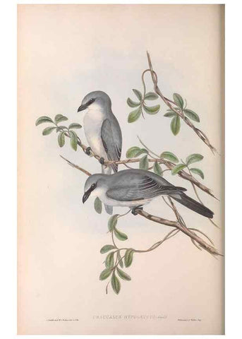 Reproducción/Reproduction 36117014764: The birds of Australia.. London,Printed by R. and J. E. Taylor; pub. by the author,[1840]-48.