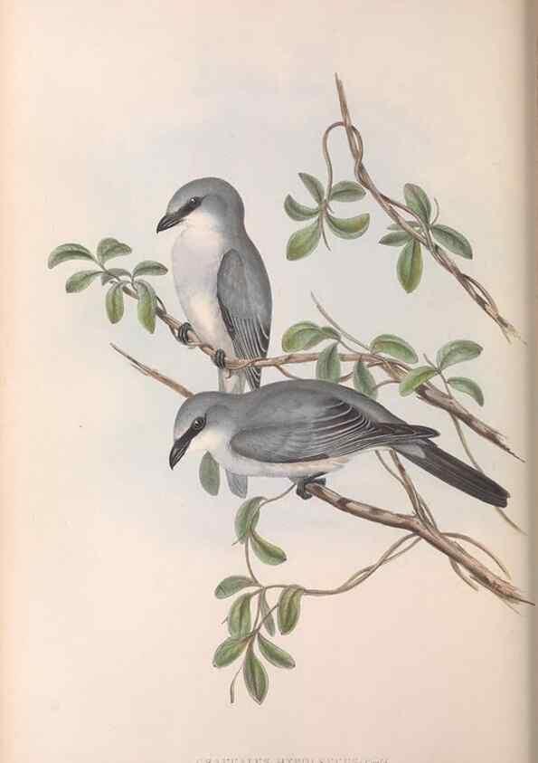 Reproducción/Reproduction 36117014764: The birds of Australia.. London,Printed by R. and J. E. Taylor; pub. by the author,[1840]-48.
