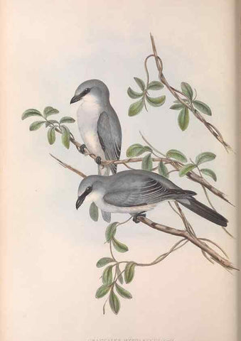 Reproducción/Reproduction 36117014764: The birds of Australia.. London,Printed by R. and J. E. Taylor; pub. by the author,[1840]-48.