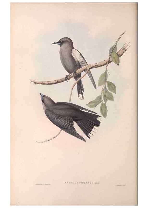 Reproducción/Reproduction 36780399112: The birds of Australia.. London,Printed by R. and J. E. Taylor; pub. by the author,[1840]-48.