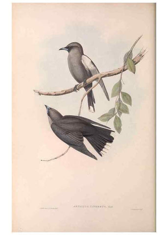 Reproducción/Reproduction 36780399112: The birds of Australia.. London,Printed by R. and J. E. Taylor; pub. by the author,[1840]-48.