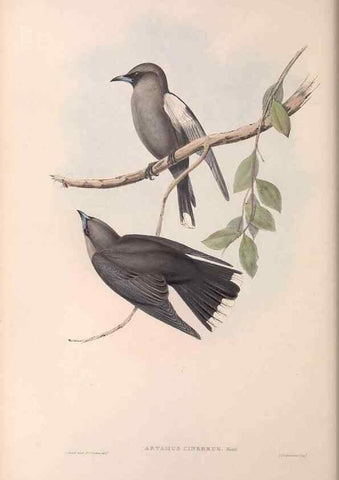 Reproducción/Reproduction 36780399112: The birds of Australia.. London,Printed by R. and J. E. Taylor; pub. by the author,[1840]-48.