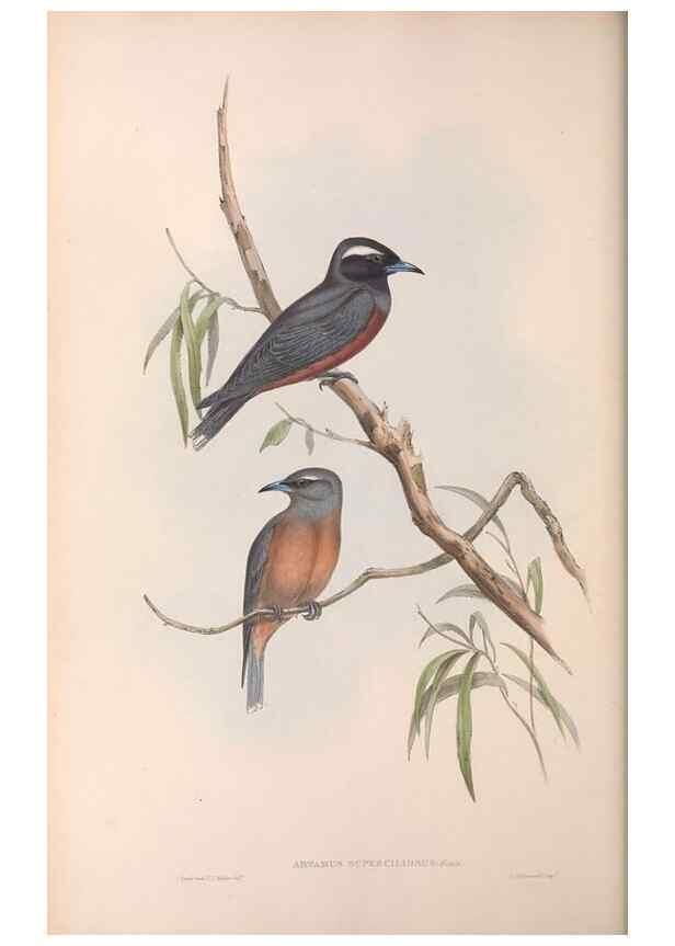 Reproducción/Reproduction 36951573415: The birds of Australia.. London,Printed by R. and J. E. Taylor; pub. by the author,[1840]-48.