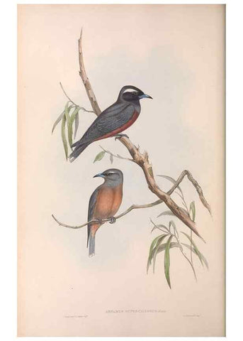 Reproducción/Reproduction 36951573415: The birds of Australia.. London,Printed by R. and J. E. Taylor; pub. by the author,[1840]-48.