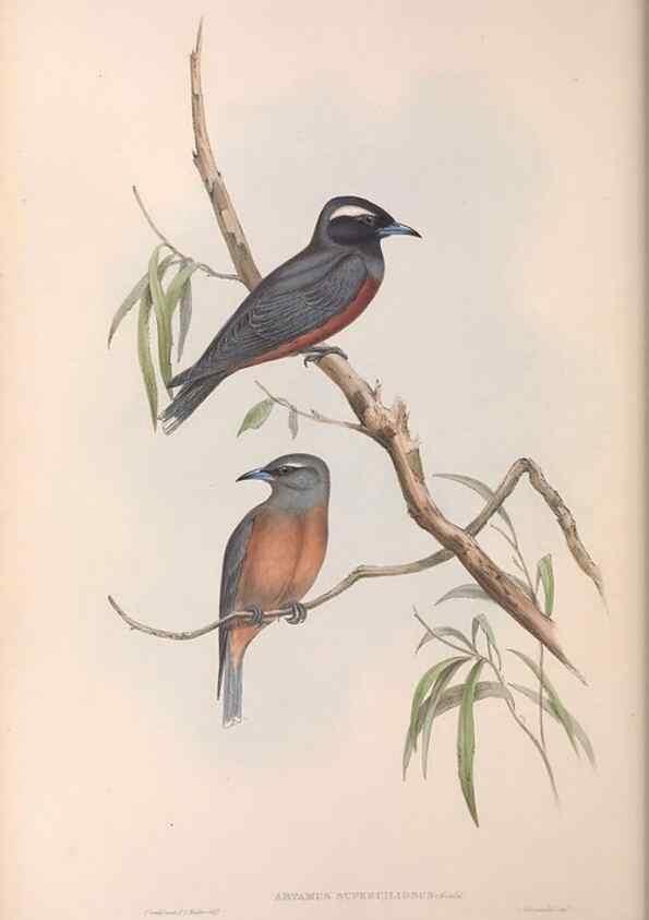Reproducción/Reproduction 36951573415: The birds of Australia.. London,Printed by R. and J. E. Taylor; pub. by the author,[1840]-48.
