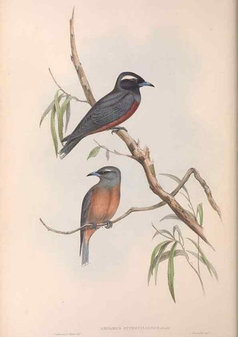 Reproducción/Reproduction 36951573415: The birds of Australia.. London,Printed by R. and J. E. Taylor; pub. by the author,[1840]-48.