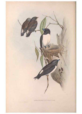 Reproducción/Reproduction 36951574935: The birds of Australia.. London,Printed by R. and J. E. Taylor; pub. by the author,[1840]-48.