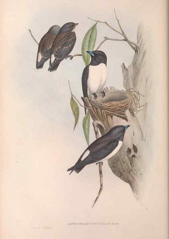 Reproducción/Reproduction 36951574935: The birds of Australia.. London,Printed by R. and J. E. Taylor; pub. by the author,[1840]-48.