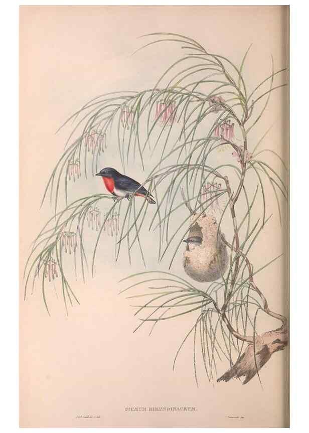 Reproducción/Reproduction 36951576585: The birds of Australia.. London,Printed by R. and J. E. Taylor; pub. by the author,[1840]-48.