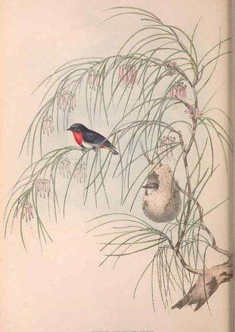 Reproducción/Reproduction 36951576585: The birds of Australia.. London,Printed by R. and J. E. Taylor; pub. by the author,[1840]-48.