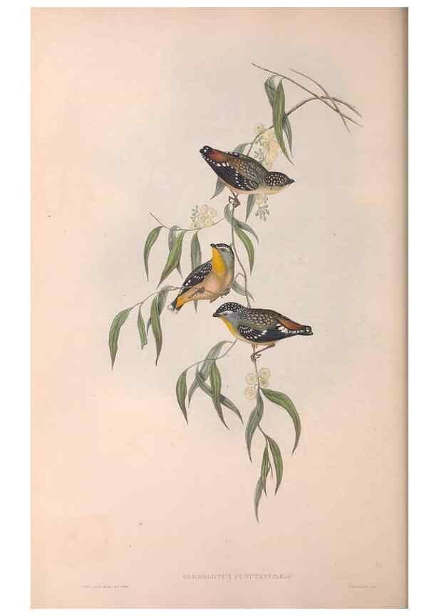 Reproducción/Reproduction 36951578535: The birds of Australia.. London,Printed by R. and J. E. Taylor; pub. by the author,[1840]-48.