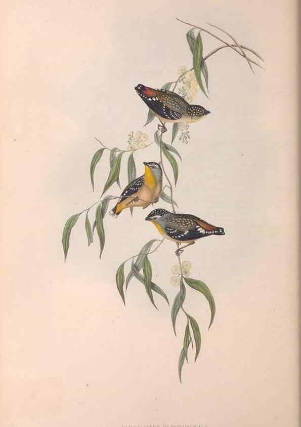 Reproducción/Reproduction 36951578535: The birds of Australia.. London,Printed by R. and J. E. Taylor; pub. by the author,[1840]-48.