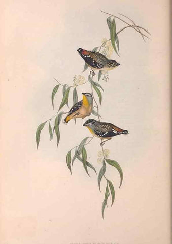 Reproducción/Reproduction 36951578535: The birds of Australia.. London,Printed by R. and J. E. Taylor; pub. by the author,[1840]-48.