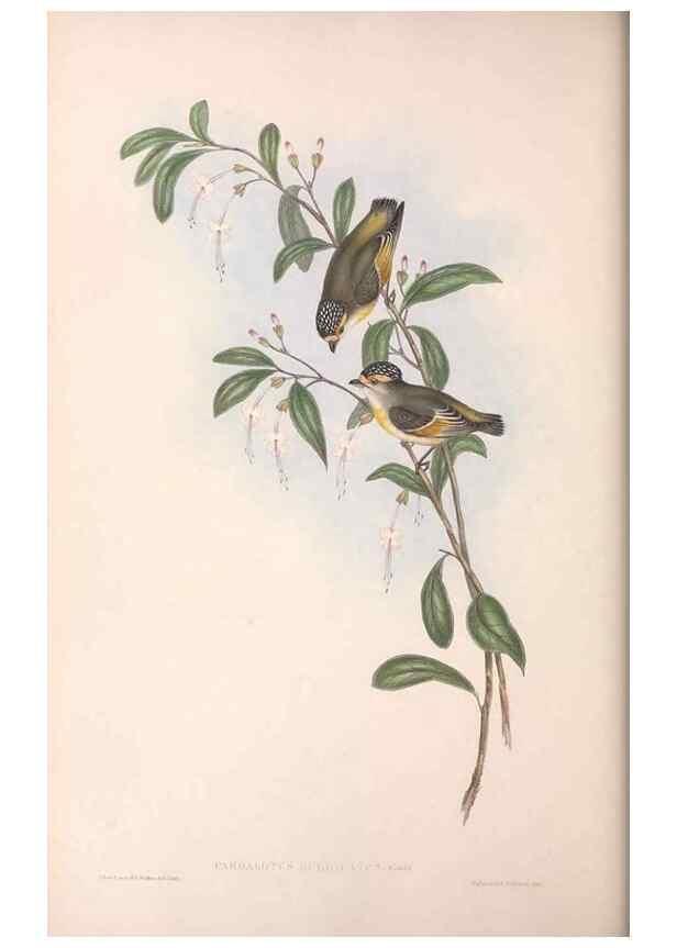 Reproducción/Reproduction 36951580535: The birds of Australia.. London,Printed by R. and J. E. Taylor; pub. by the author,[1840]-48.