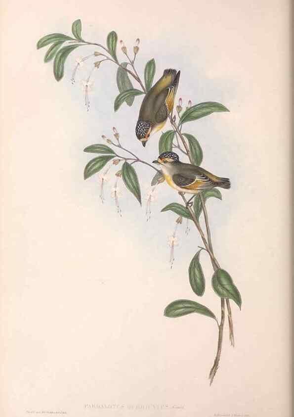 Reproducción/Reproduction 36951580535: The birds of Australia.. London,Printed by R. and J. E. Taylor; pub. by the author,[1840]-48.