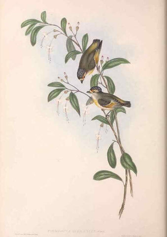 Reproducción/Reproduction 36951580535: The birds of Australia.. London,Printed by R. and J. E. Taylor; pub. by the author,[1840]-48.