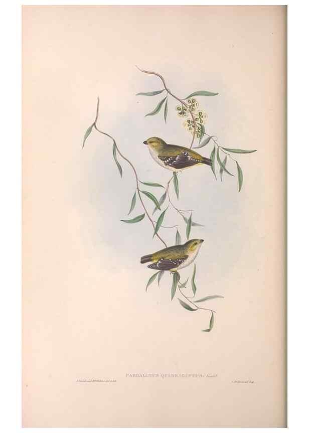 Reproducción/Reproduction 36811861381: The birds of Australia.. London,Printed by R. and J. E. Taylor; pub. by the author,[1840]-48.