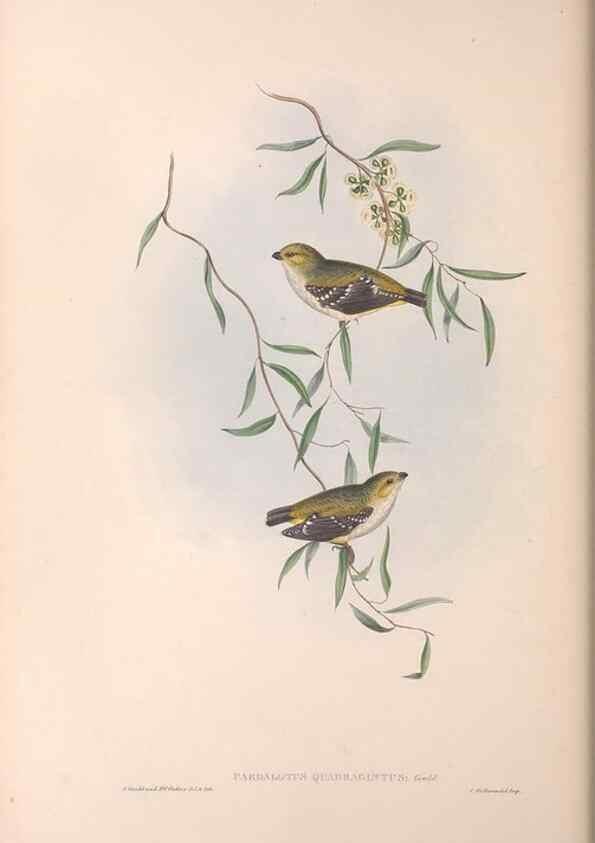 Reproducción/Reproduction 36811861381: The birds of Australia.. London,Printed by R. and J. E. Taylor; pub. by the author,[1840]-48.