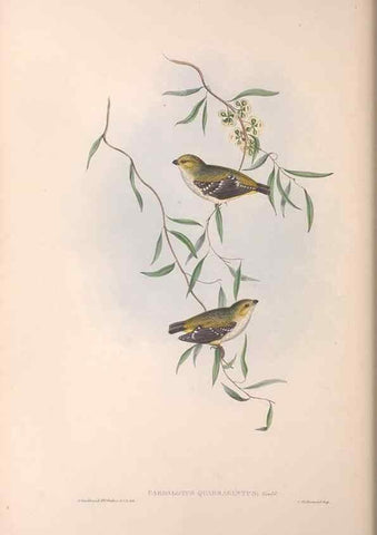 Reproducción/Reproduction 36811861381: The birds of Australia.. London,Printed by R. and J. E. Taylor; pub. by the author,[1840]-48.