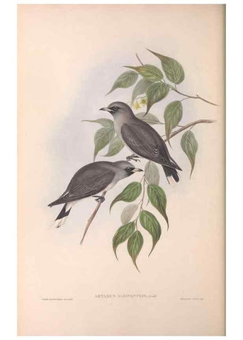Reproducción/Reproduction 36811856091: The birds of Australia.. London,Printed by R. and J. E. Taylor; pub. by the author,[1840]-48.