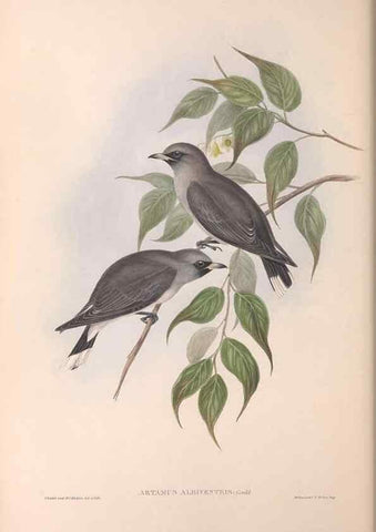 Reproducción/Reproduction 36811856091: The birds of Australia.. London,Printed by R. and J. E. Taylor; pub. by the author,[1840]-48.