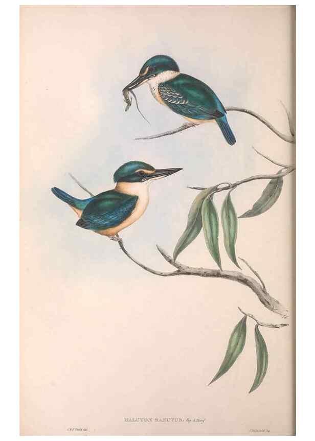 Reproducción/Reproduction 36143032313: The birds of Australia.. London,Printed by R. and J. E. Taylor; pub. by the author,[1840]-48.