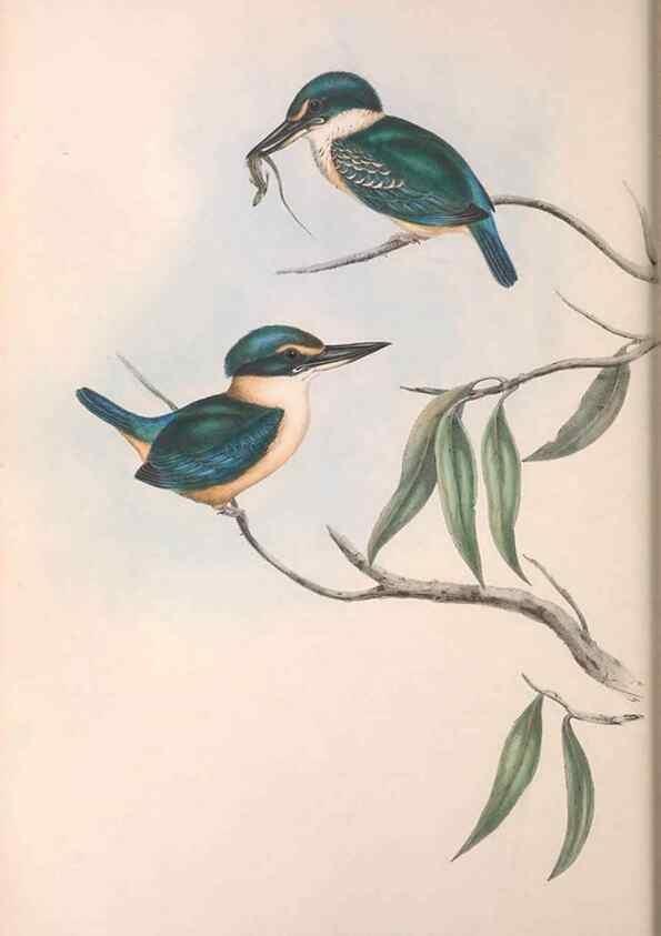 Reproducción/Reproduction 36143032313: The birds of Australia.. London,Printed by R. and J. E. Taylor; pub. by the author,[1840]-48.