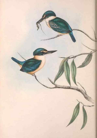Reproducción/Reproduction 36143032313: The birds of Australia.. London,Printed by R. and J. E. Taylor; pub. by the author,[1840]-48.