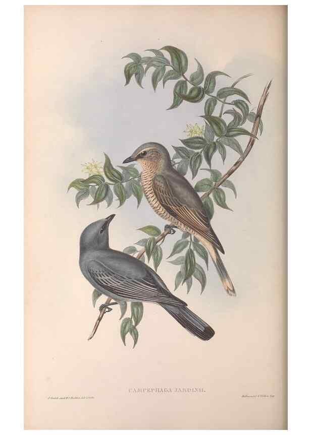Reproducción/Reproduction 36811911881: The birds of Australia.. London,Printed by R. and J. E. Taylor; pub. by the author,[1840]-48.