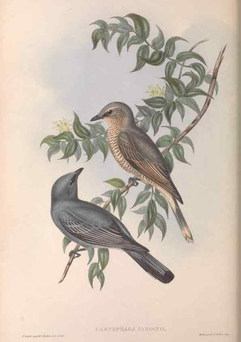 Reproducción/Reproduction 36811911881: The birds of Australia.. London,Printed by R. and J. E. Taylor; pub. by the author,[1840]-48.