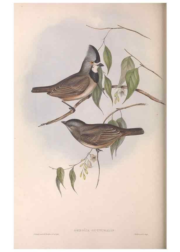 Reproducción/Reproduction 36764012906: The birds of Australia.. London,Printed by R. and J. E. Taylor; pub. by the author,[1840]-48.