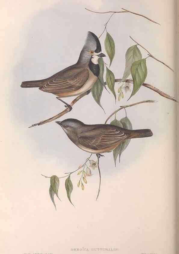 Reproducción/Reproduction 36764012906: The birds of Australia.. London,Printed by R. and J. E. Taylor; pub. by the author,[1840]-48.