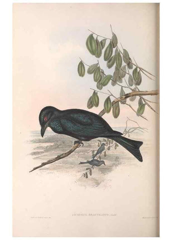 Reproducción/Reproduction 36764014106: The birds of Australia.. London,Printed by R. and J. E. Taylor; pub. by the author,[1840]-48.