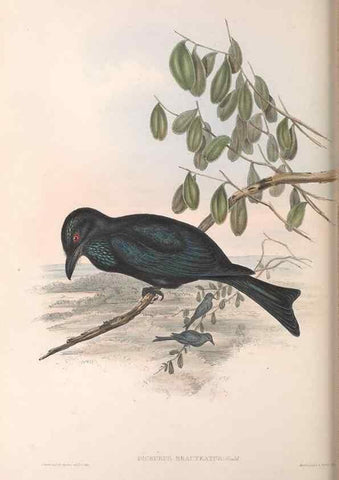 Reproducción/Reproduction 36764014106: The birds of Australia.. London,Printed by R. and J. E. Taylor; pub. by the author,[1840]-48.