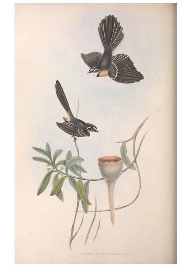 Reproducción/Reproduction 36951649595: The birds of Australia.. London,Printed by R. and J. E. Taylor; pub. by the author,[1840]-48.