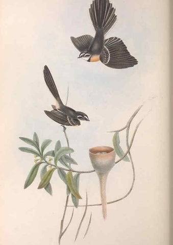 Reproducción/Reproduction 36951649595: The birds of Australia.. London,Printed by R. and J. E. Taylor; pub. by the author,[1840]-48.