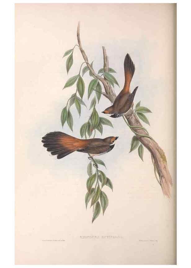 Reproducción/Reproduction 36951650145: The birds of Australia.. London,Printed by R. and J. E. Taylor; pub. by the author,[1840]-48.