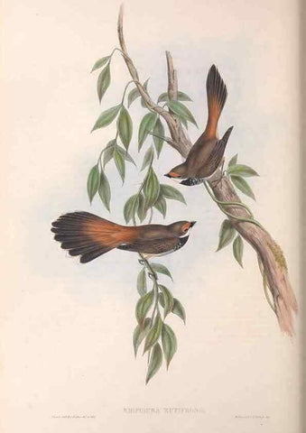 Reproducción/Reproduction 36951650145: The birds of Australia.. London,Printed by R. and J. E. Taylor; pub. by the author,[1840]-48.