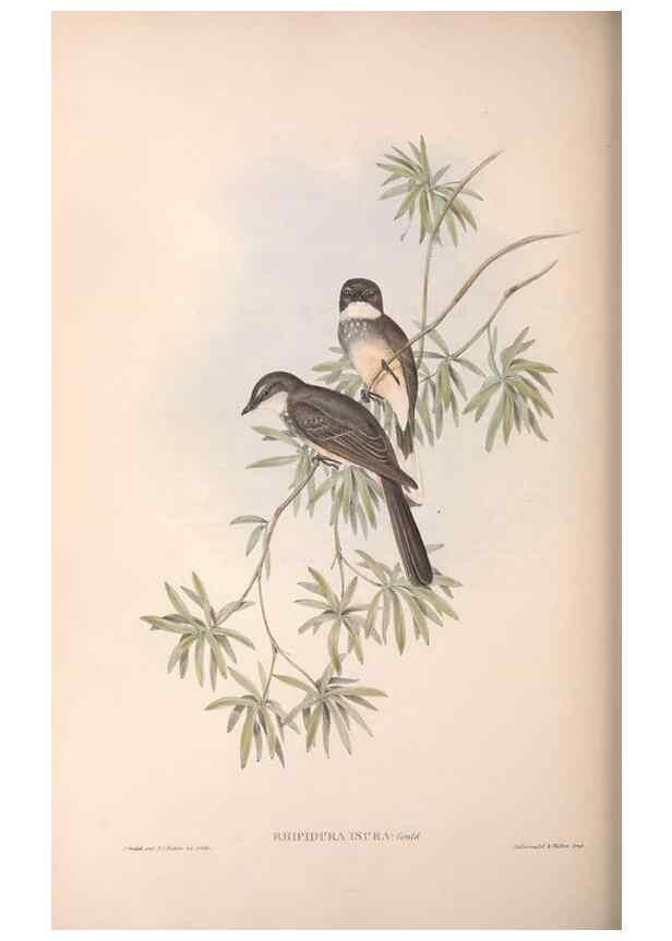 Reproducción/Reproduction 36951650765: The birds of Australia.. London,Printed by R. and J. E. Taylor; pub. by the author,[1840]-48.